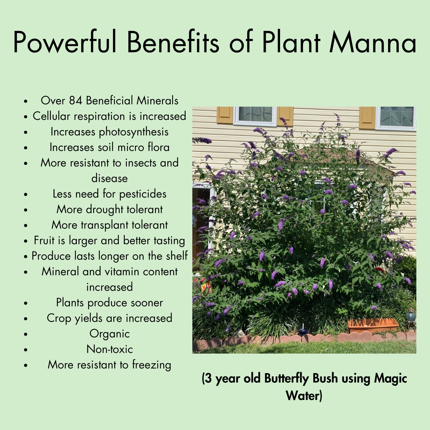 Magic Water Plant Manna